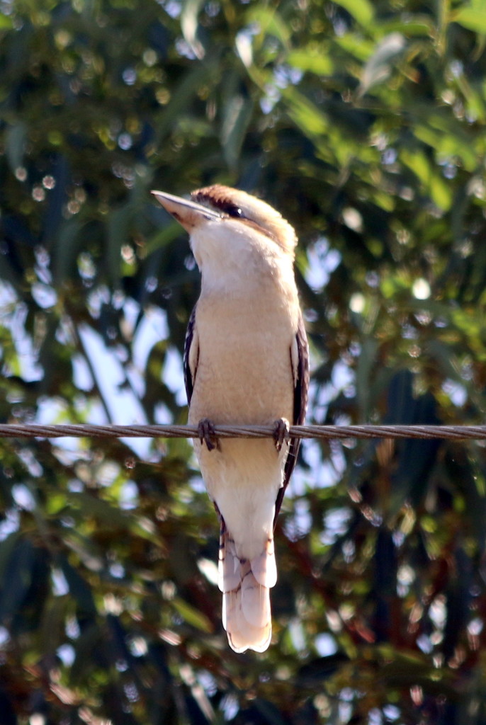 Kookaburra sits on the electric wire.... by gilbertwood