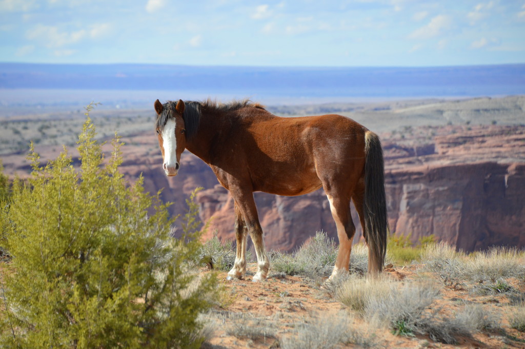 Young Wild stallion at canyon De Chelly. by bigdad