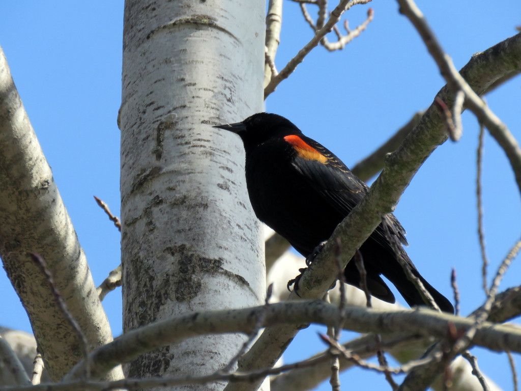 Red-Winged Blackbird by seattlite