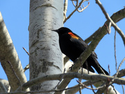 26th Mar 2019 - Red-Winged Blackbird
