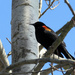 Red-Winged Blackbird by seattlite
