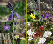 26th Mar 2019 - Spring Collage for Wendy