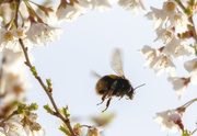 26th Mar 2019 - Bee in Blossom