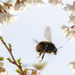 Bee in Blossom by shepherdmanswife