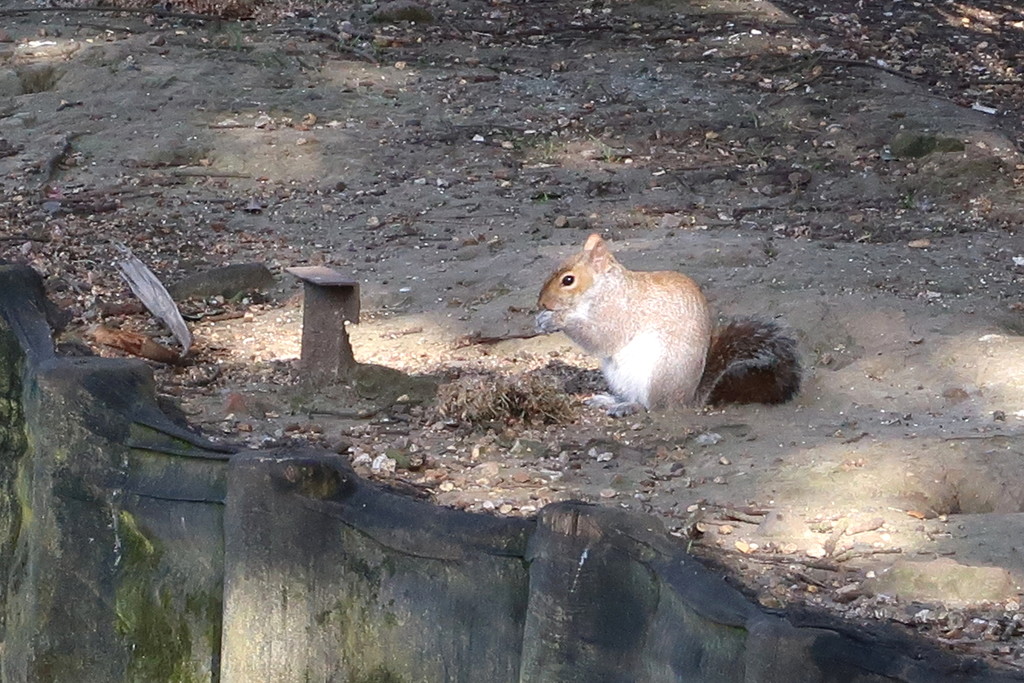 Squirrel Eating by davemockford