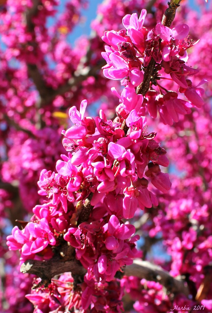 Pink Blossoms by harbie