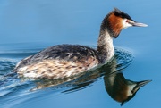26th Mar 2019 - Great Crested Grebe-female