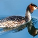 Great Crested Grebe-female by padlock