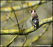 26th Mar 2019 - Goldfinch down the brook