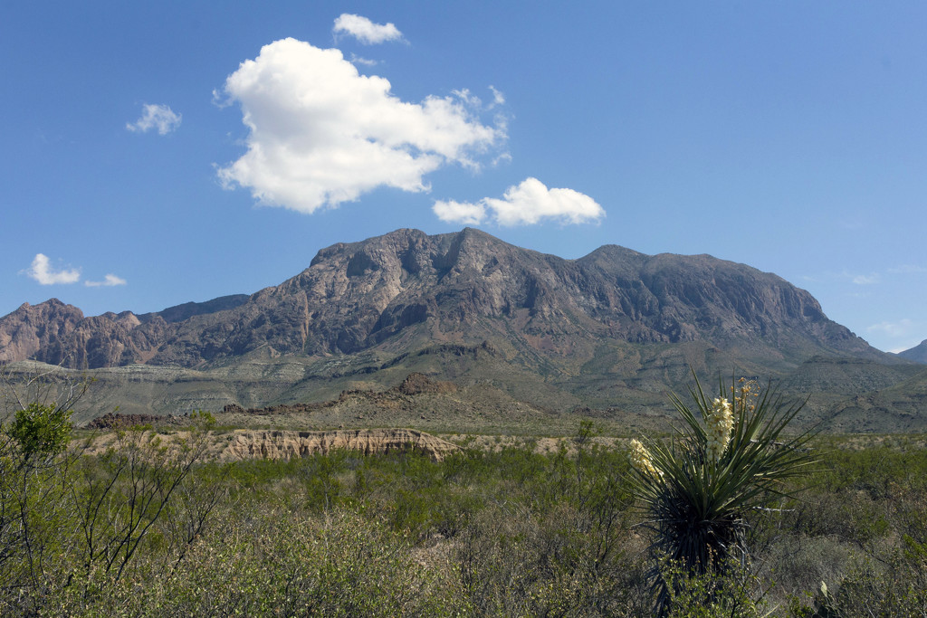 Chihuahuan Desert and Chisos Mountains by gaylewood