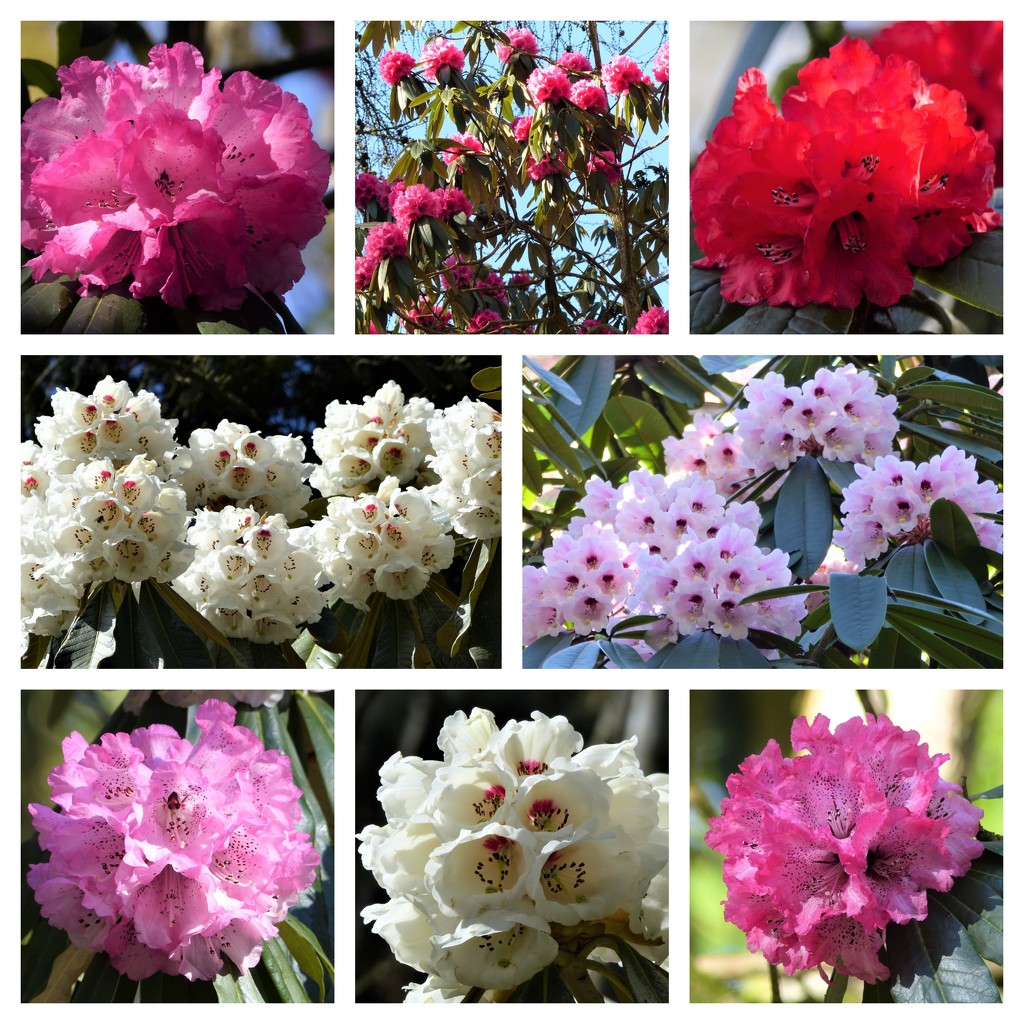 Very Early Rhododendrons by susiemc
