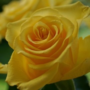 27th Mar 2019 - roses are yellow 