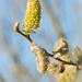 Catkins by leonbuys83