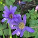 Blue flower by 365projectmaxine