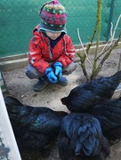 19th Jan 2019 - Feeding his hens