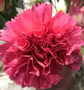 24th Mar 2019 - Carnation 