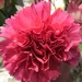 Carnation  by beckyk365