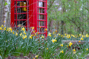 22nd Mar 2019 - Daffodils 