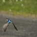 Tree Swallow In Flight by jgpittenger