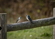 26th Mar 2019 - Tree Swallow Playing Coy