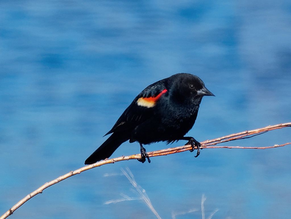red-winged blackbird before water by rminer
