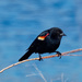 red-winged blackbird before water by rminer