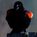 red-winged blackburd sings closeup by rminer
