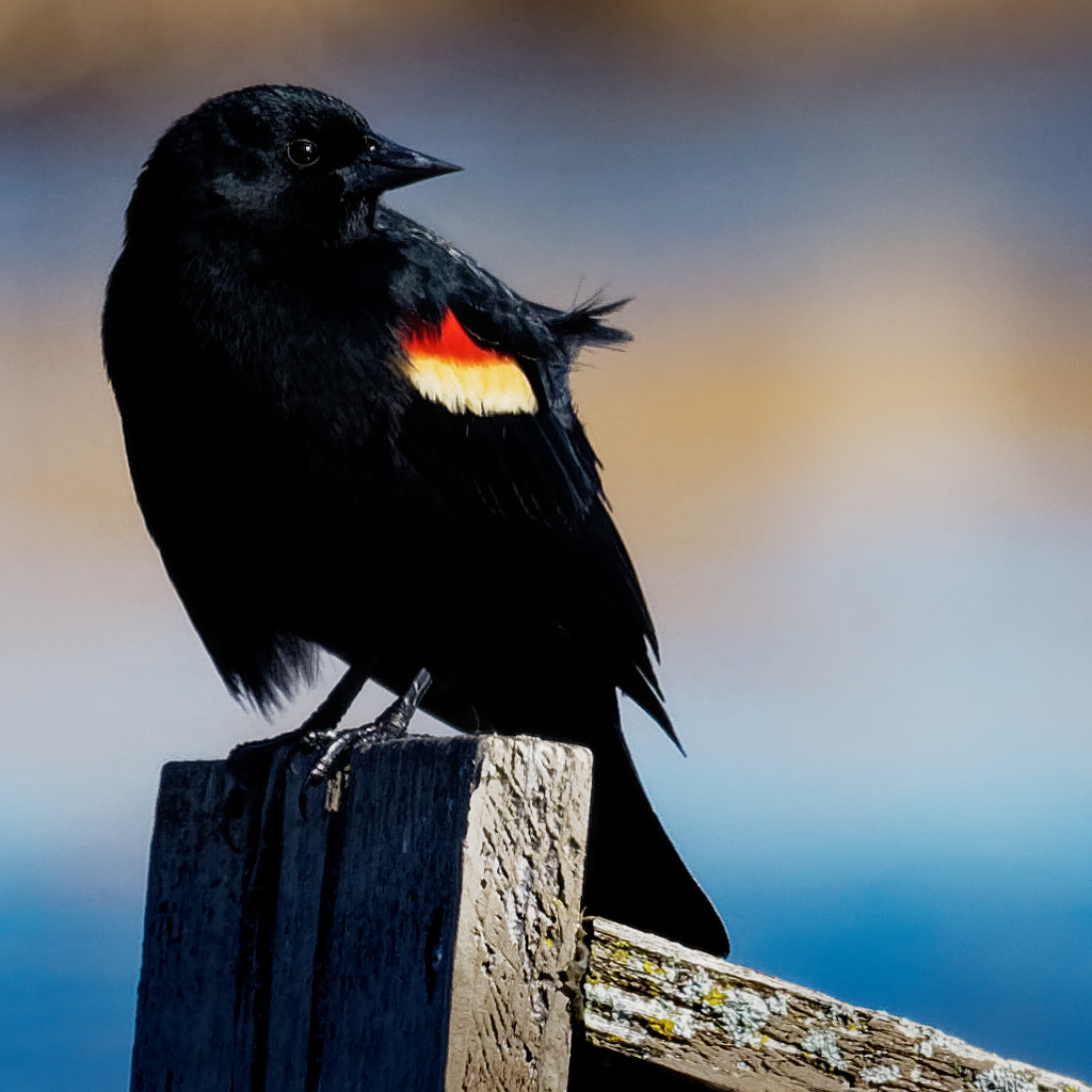 red-winged blackbird on a birdhouse by rminer