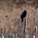 red-winged blackbird and cattails by rminer