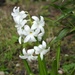 Hyacinth by roachling