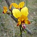 Rainbow Month Day 27  Donkey Orchid (diuris) by judithdeacon