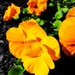 Orange Pansies by yogiw