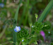 26th Mar 2019 - Little blue flower