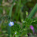 Little blue flower by randystreat