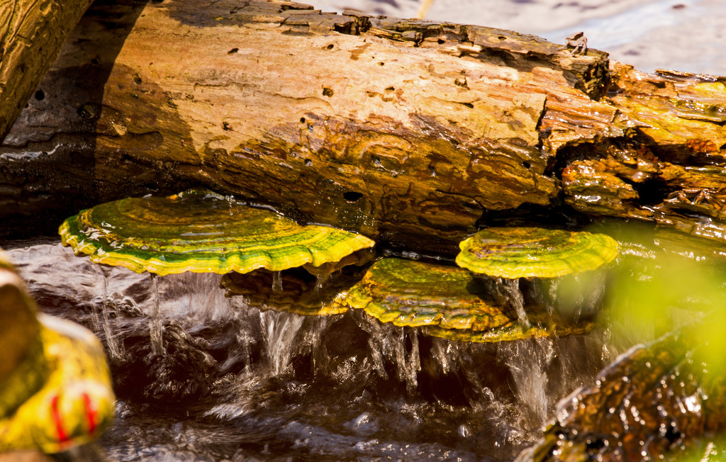 Fungi on the River Log! by rickster549