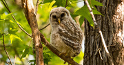 26th Mar 2019 - One More Baby Barred Owl Shot!