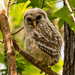 One More Baby Barred Owl Shot! by rickster549