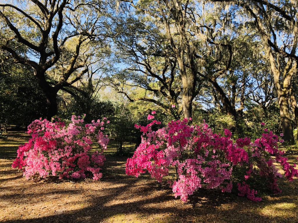 Sunlit azaleas and live oaks  by congaree