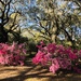 Sunlit azaleas and live oaks  by congaree