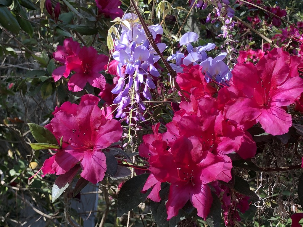 Azaleas and wisteria by congaree