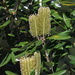 Banksia by kgolab