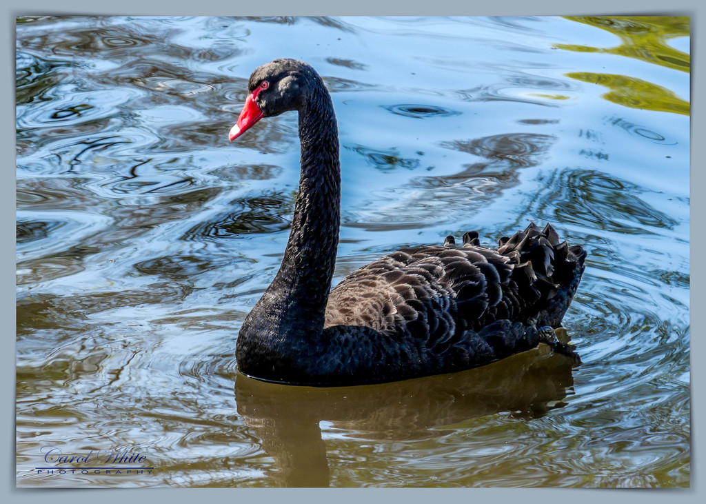 Black Swan by carolmw