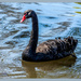 Black Swan by carolmw