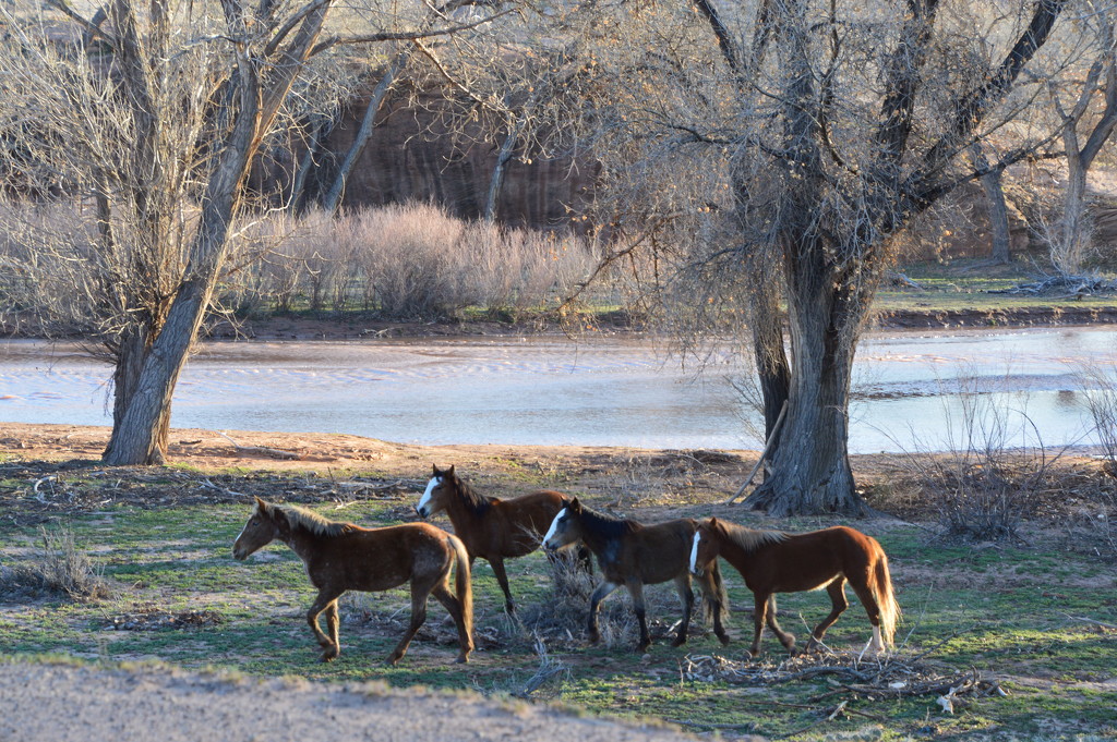 Horses along the stream in Canyon De Chelly by bigdad