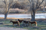 27th Mar 2019 - Horses along the stream in Canyon De Chelly