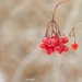 Berries by radiogirl