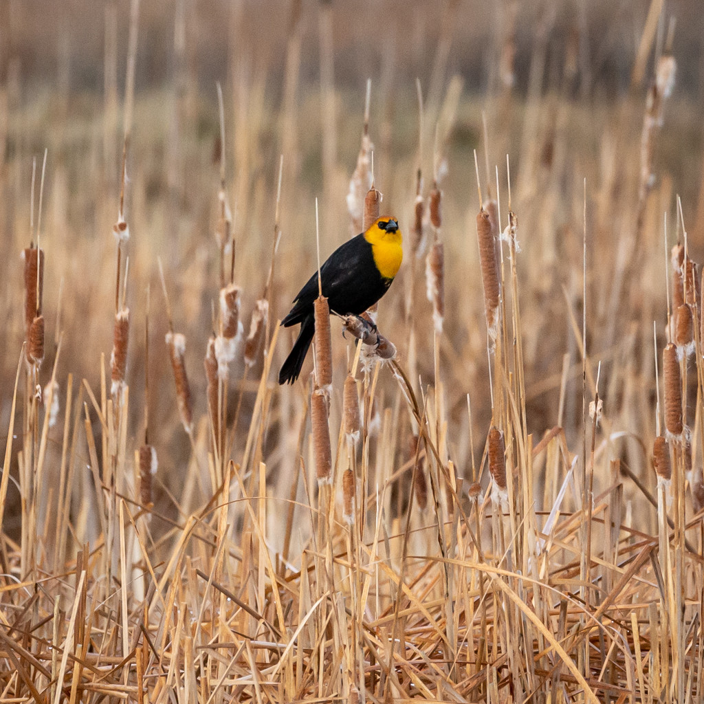Yellow headed black bird by lindasees