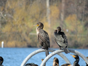 27th Mar 2019 - Cormorants At Green Lake