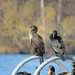 Cormorants At Green Lake by seattlite
