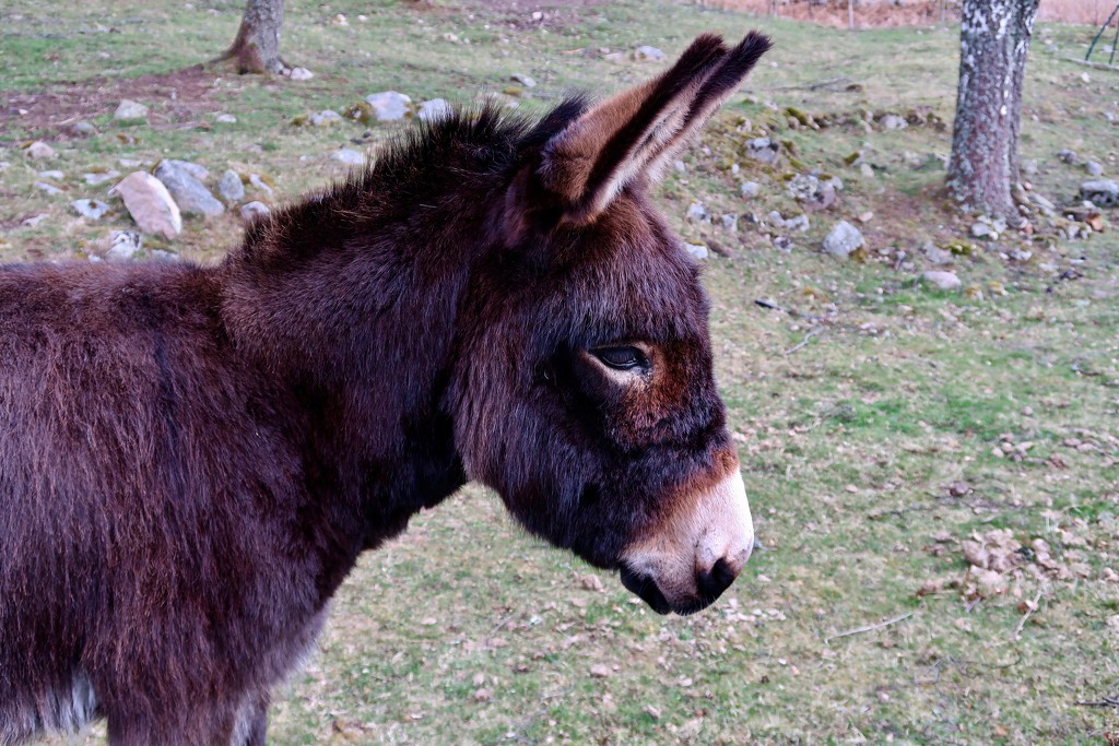 Little Donkey by jamibann